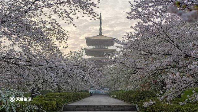 遵义附近哪里花漂亮，春节期间遵义哪里看花