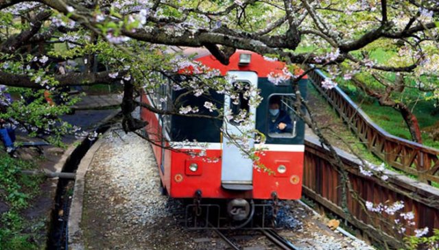 阿里山樱花什么时候开花 阿里山樱花