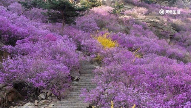 白城哪里有 白城卖花卉的地方