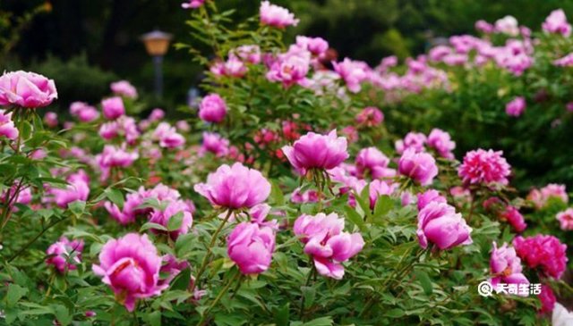 芜湖哪里有花市 芜湖哪里有花海