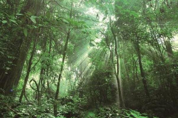 热带雨林探险需要避免的十大风险