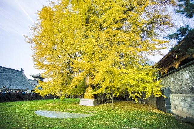 古观音禅寺在哪里建的 古观音禅寺在哪里预约