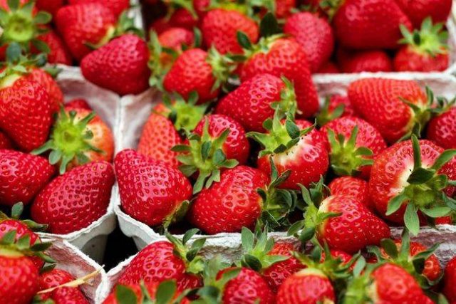 探索中国草莓品种的丰富多样性：揭秘十大人气草莓品牌