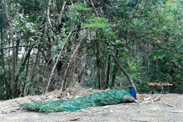 德宏州最好玩的地方推荐一下「德宏州最好玩的地方推荐自驾游」