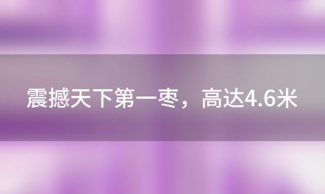 震撼天下第一枣，高达4.6米，刷新世界纪录