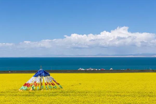 青海湖油菜花最佳时间几月份(青海湖油菜花几月份去最佳)