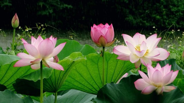 芙蓉国里君山野生荷花世界里的鸟(芙蓉国里君山野生荷花世界门票)