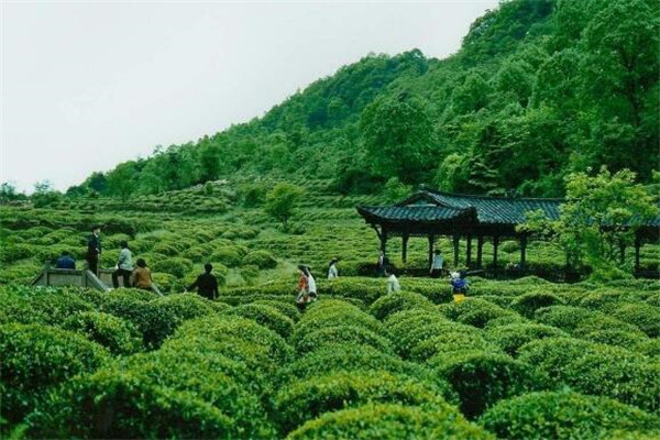 雅安最好玩的地方推荐一下「雅安最好玩的地方推荐一日游」