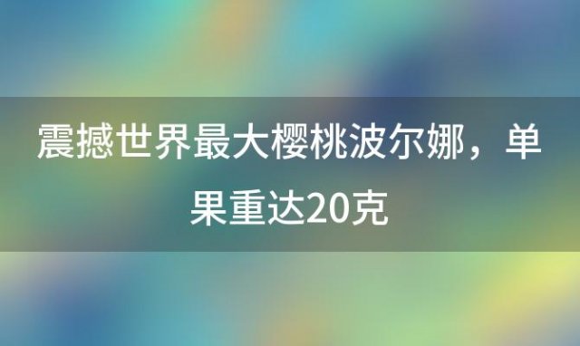 震撼世界最大樱桃波尔娜，单果重达20克，颠覆你的味蕾想象