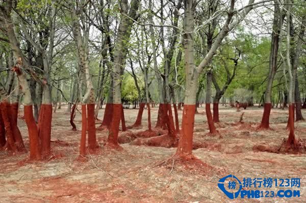 中国国家地质公园丹霞地貌的确在我们身临其境之前很难相信这