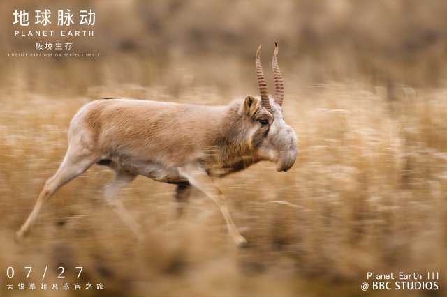 《地球脉动：极境生存》首轮口碑炸裂，观众盛赞“引人入胜无法自拔”