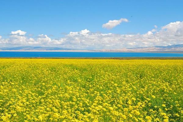 青海湖油菜花什么季节开最佳观赏地点在哪里