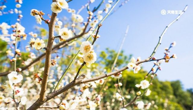 榆林市春季赏花去哪里