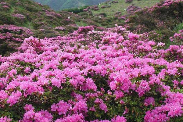 麻城杜鹃花什么时候开放 2023年麻城杜鹃花最佳观赏时间