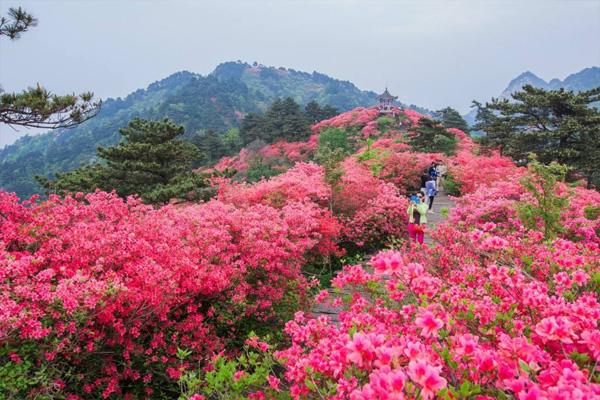 麻城杜鹃花什么时候开放 2023年麻城杜鹃花最佳观赏时间