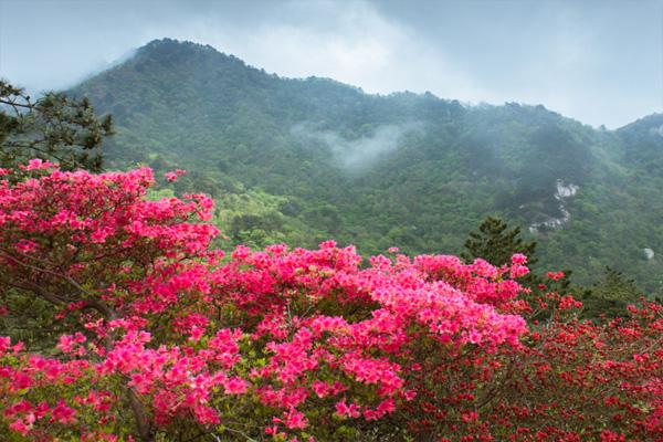 麻城杜鹃花什么时候开放 2023年麻城杜鹃花最佳观赏时间