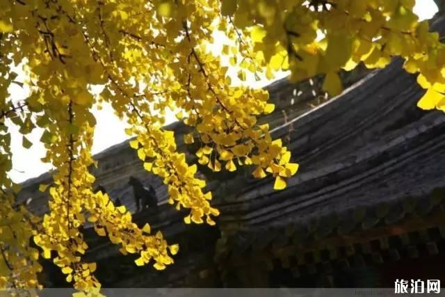 潭柘寺求什么最灵「潭柘寺求什么灵位」