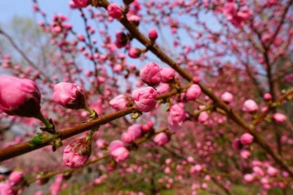 北京植物园门票和桃花季门票区别 北京植物园套票包含桃花季门票吗