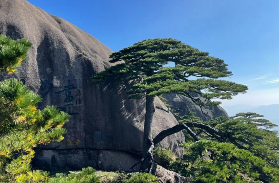 黄山十大名松「黄山十大名松之一」