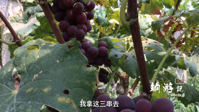 好吃的葡萄，好吃的葡萄品种