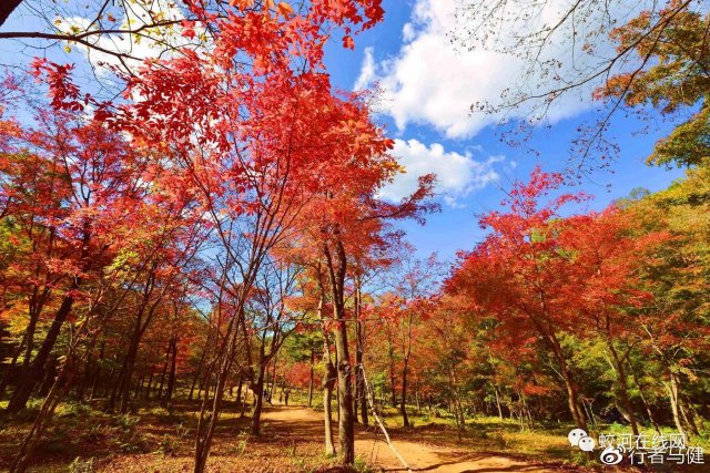 吉林蛟河红叶谷：每年9月25日至10月10日，秋色如画，美景如诗