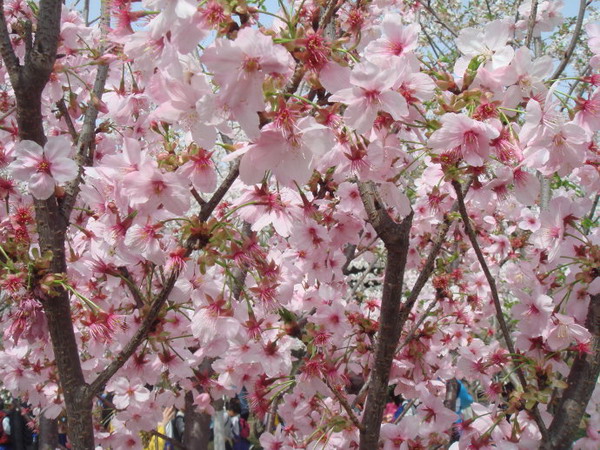 北京玉渊潭樱花节：时间、地点、门票及交通指南，一站式解决你的赏花需求