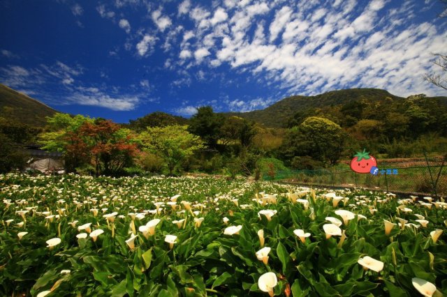 台北阳明山赏花攻略 台北阳明山怎么去