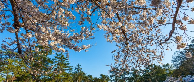 日本十大最热门的旅游景点