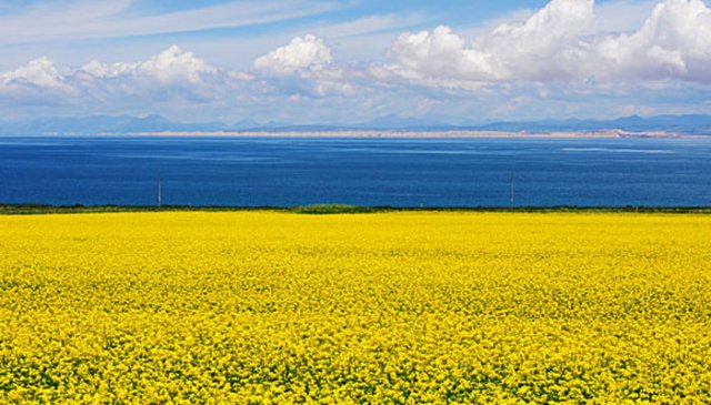 2024年青海湖油菜花什么时候开「青海湖油菜花」