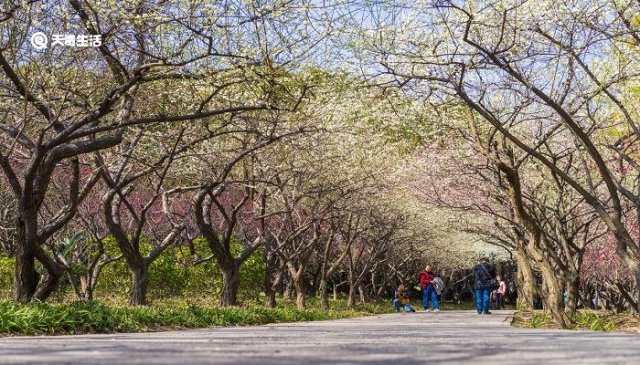 大庆哪里有花卉市场(大庆哪里有花海)