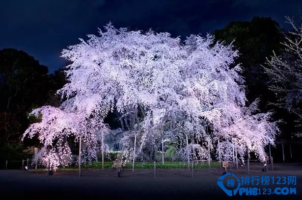 2024年日本赏樱 日本赏樱时间表