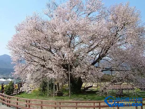 2024年日本赏樱 日本赏樱时间表