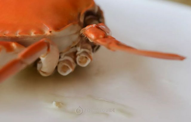 【奢华之选】全球十大最贵螃蟹揭晓，中国黄油蟹荣登榜首