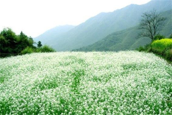 世界十大最著名的花海青海门源油菜花