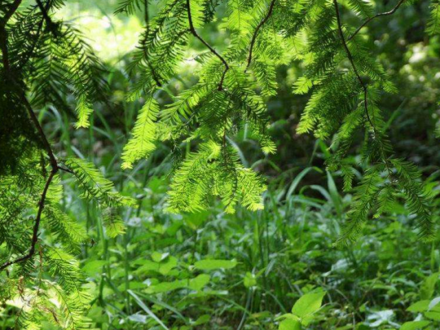 江苏十大名山，江苏十大名山介绍