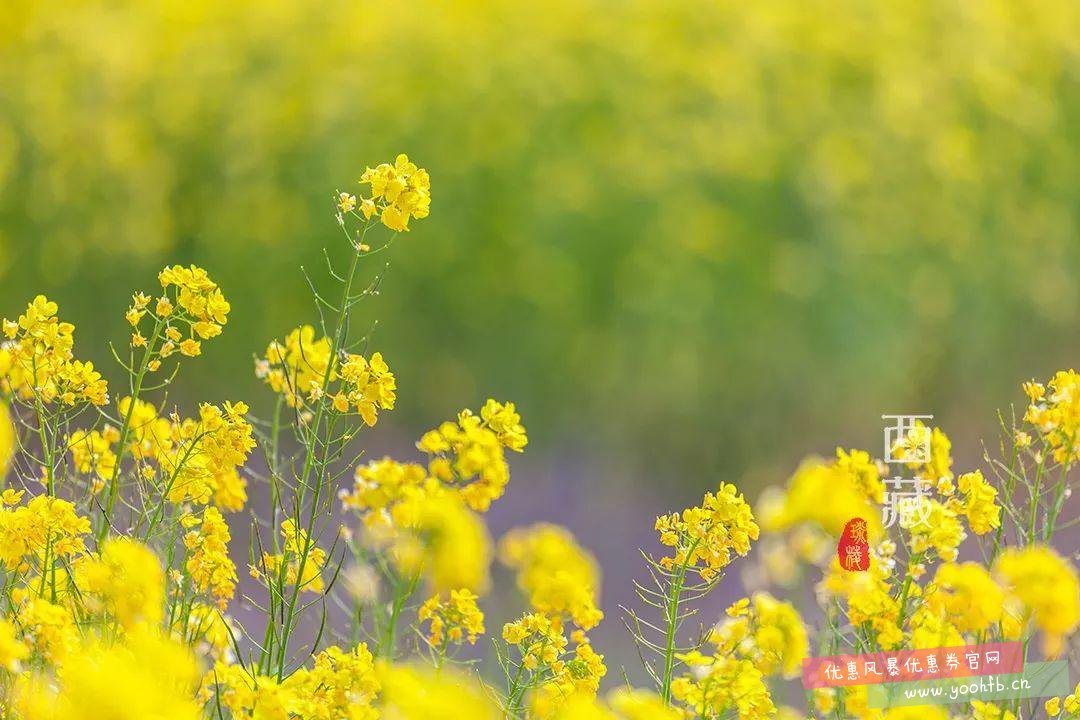 8月底去西藏看全国花期最晚的油菜花