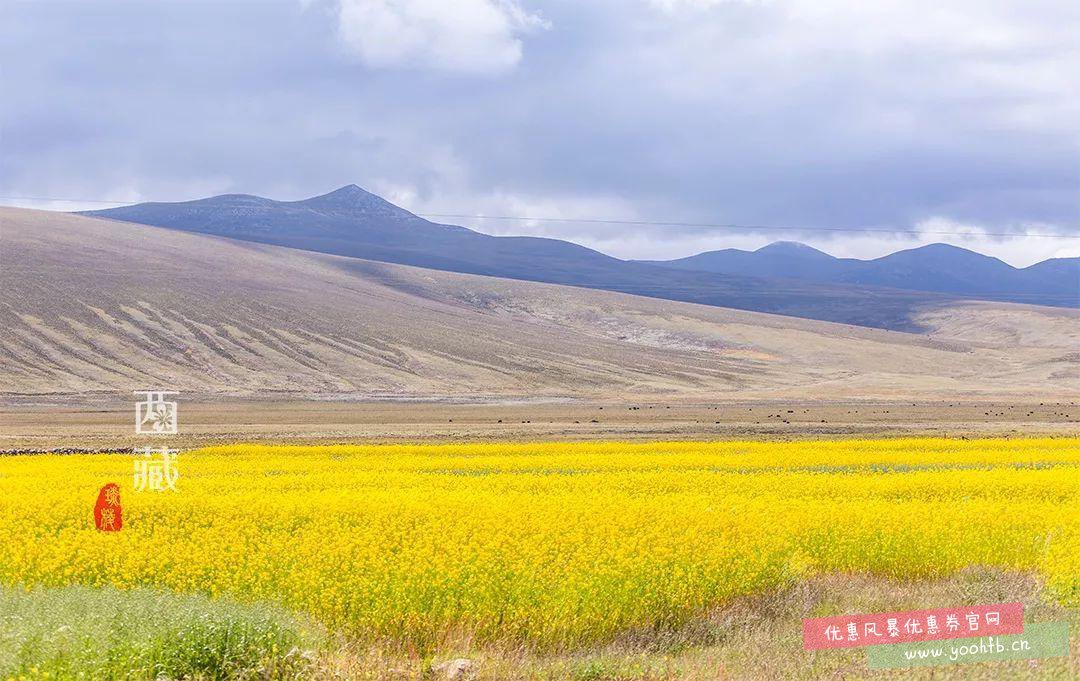 8月底去西藏看全国花期最晚的油菜花