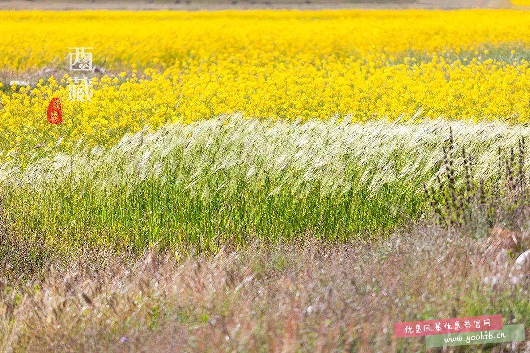 8月底去西藏看全国花期最晚的油菜花