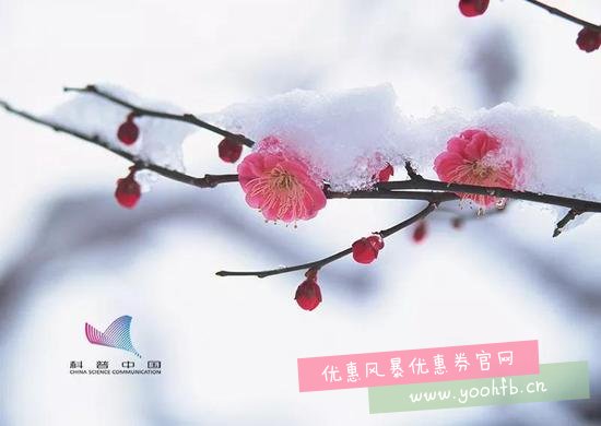 金秋十月，北京竟然下！雪！了！