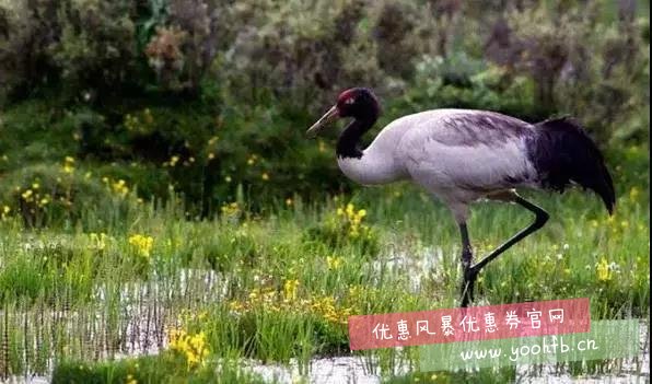 隐世天堂巴塘措普沟