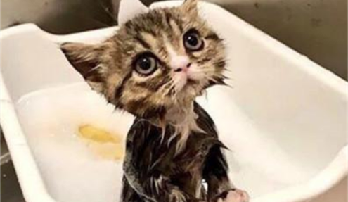 可以用人的沐浴露给猫洗一次澡吗(给猫洗澡用人类的沐浴露