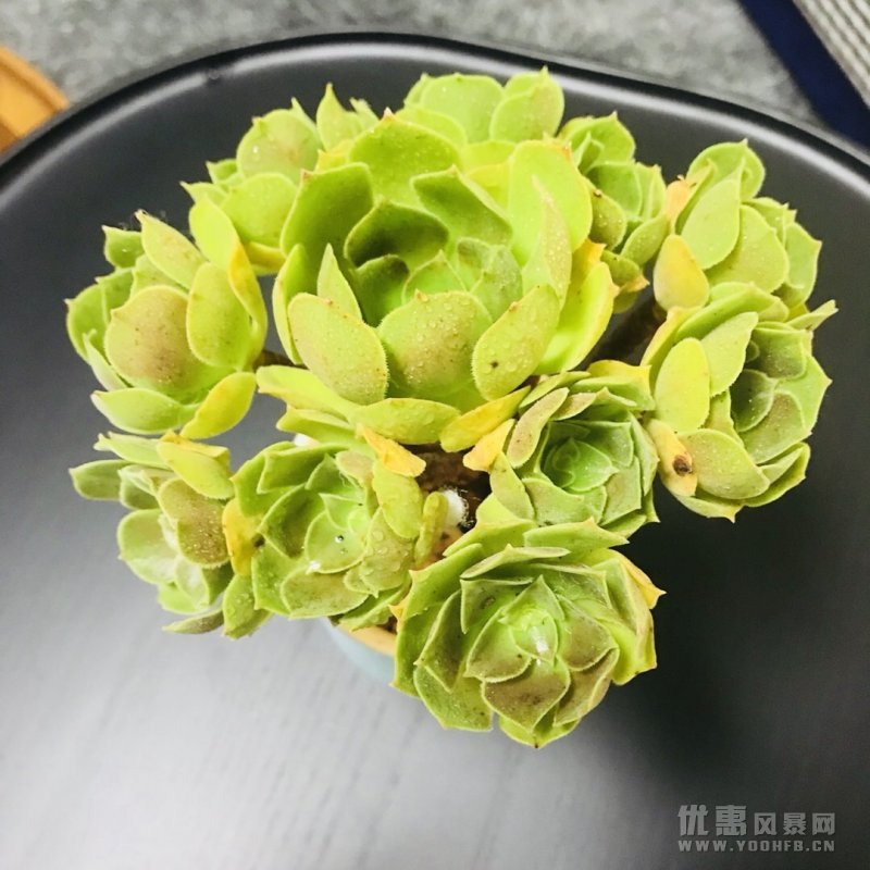 法师多肉，到底该用小盆还是用老桩花盆？