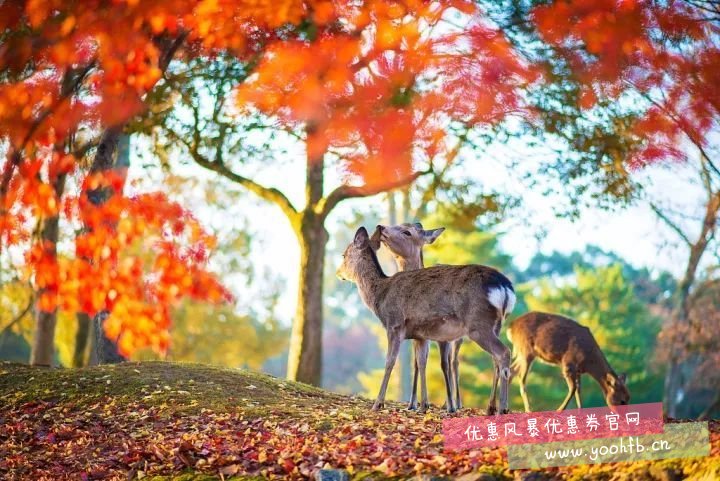 二郎山喇叭河“扫黄”