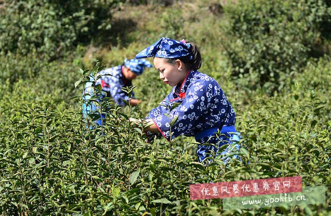 走，上山吃茶去！