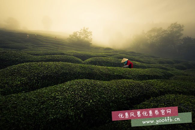 走，上山吃茶去！