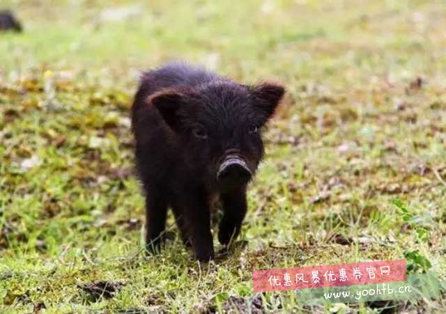 这个冬季，来成都我们去“大山里烤肉”