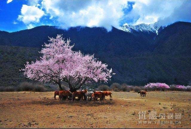 隐藏在藏东南的“塞上江南”