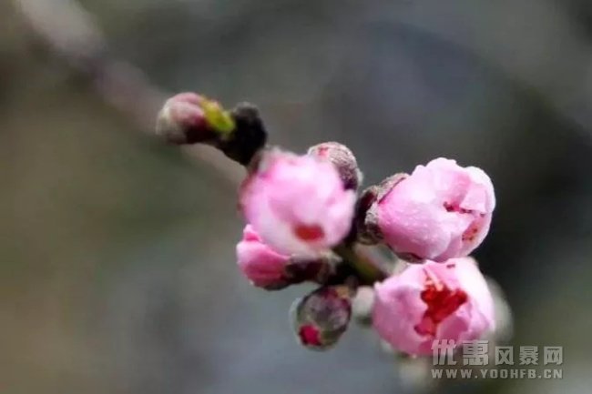 花都开好啦！周末费赏花就来这里吧！