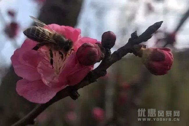 花都开好啦！周末费赏花就来这里吧！