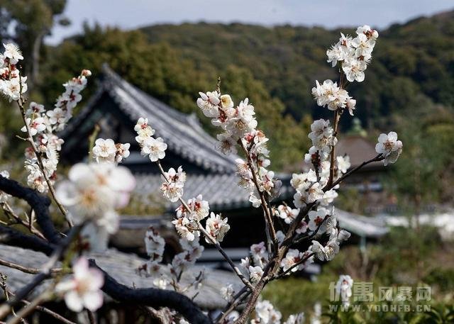 日本最古风城市，满足你对唐朝的所有幻想